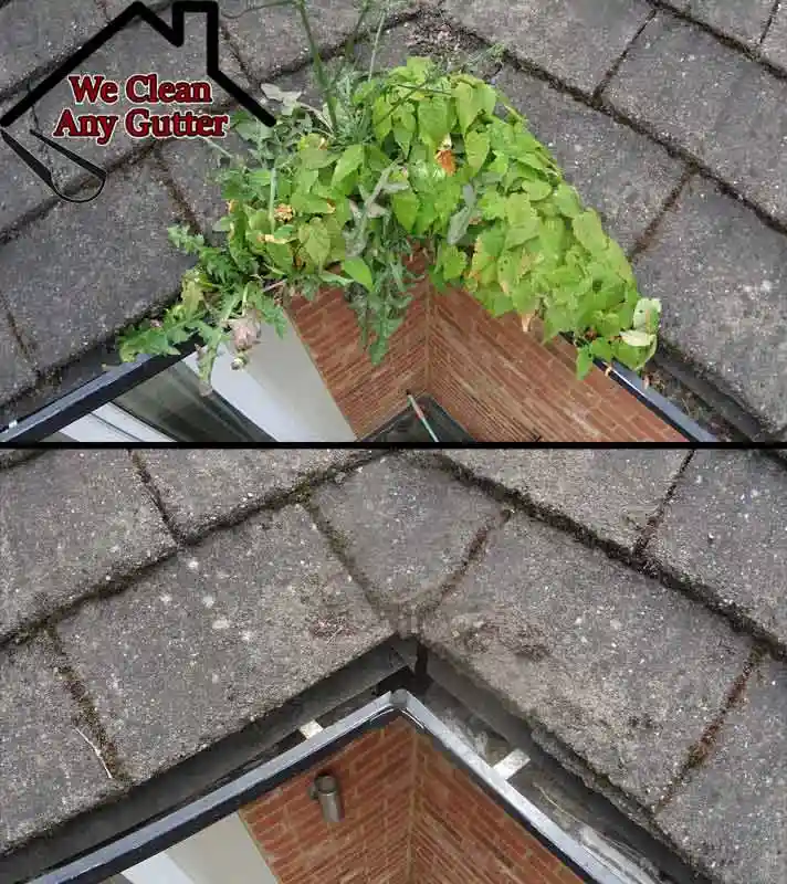 before and after Sutton gutter clearance  