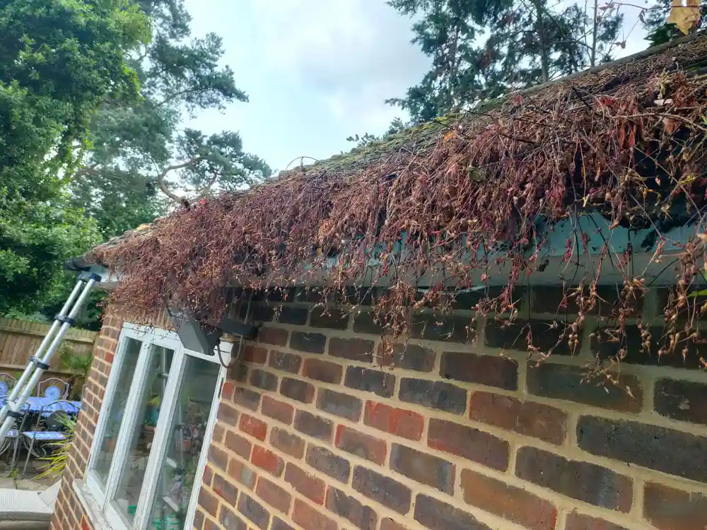 banstead gutter garden 