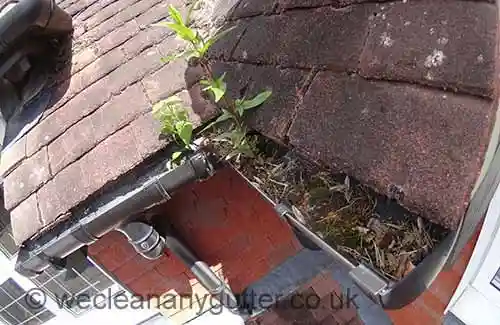 Claygate gutter cleaning 
