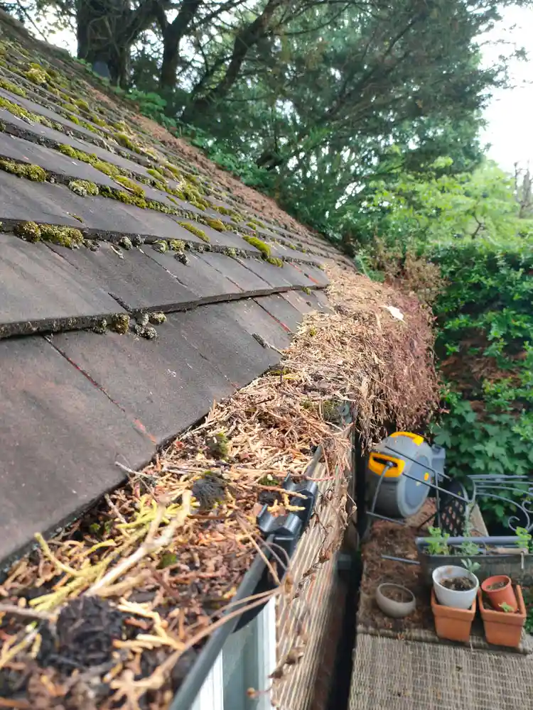 Staines-Overgrown-Gutter 